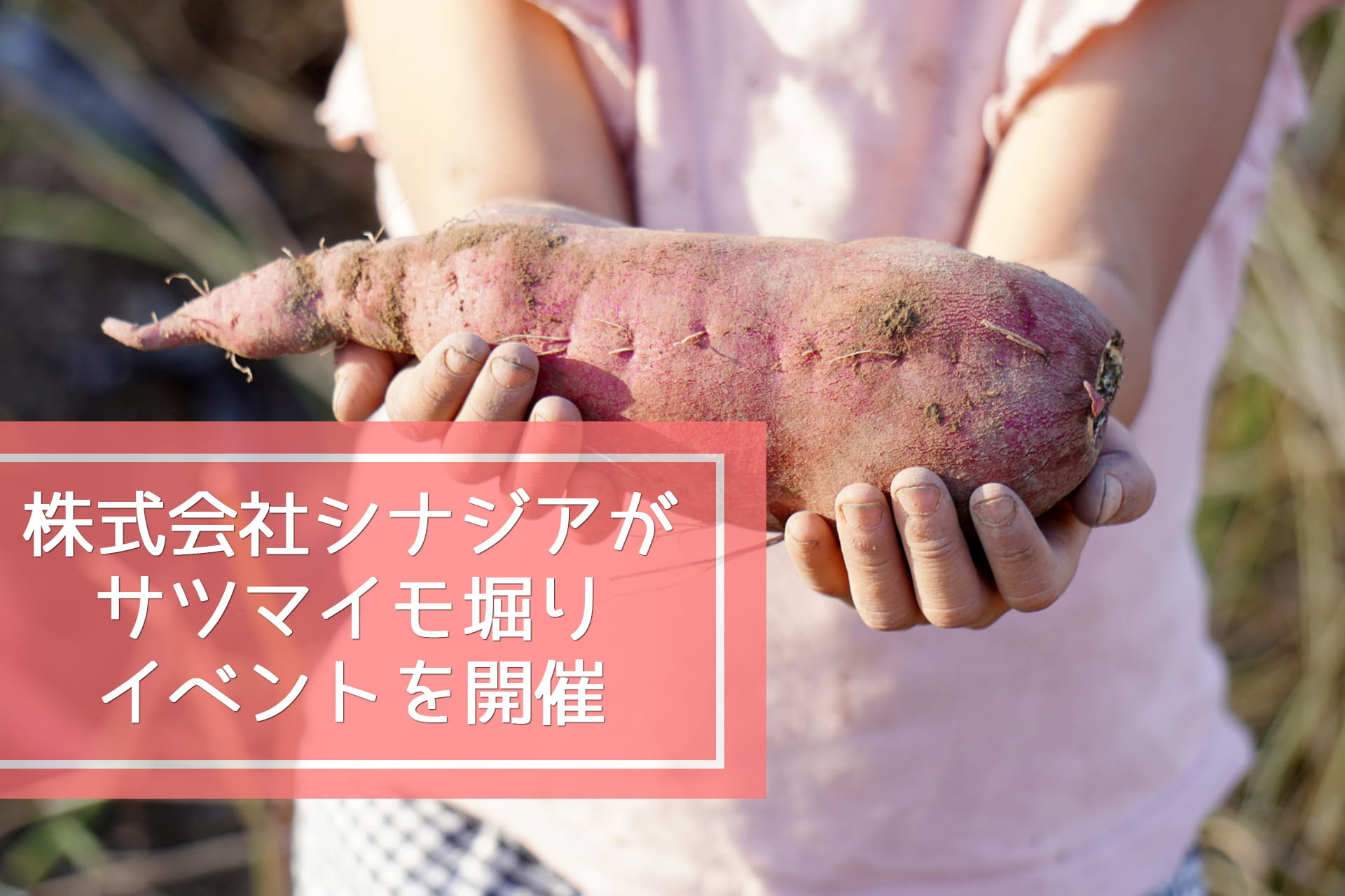 株式会社シナジアがサツマイモ堀りイベントを開催